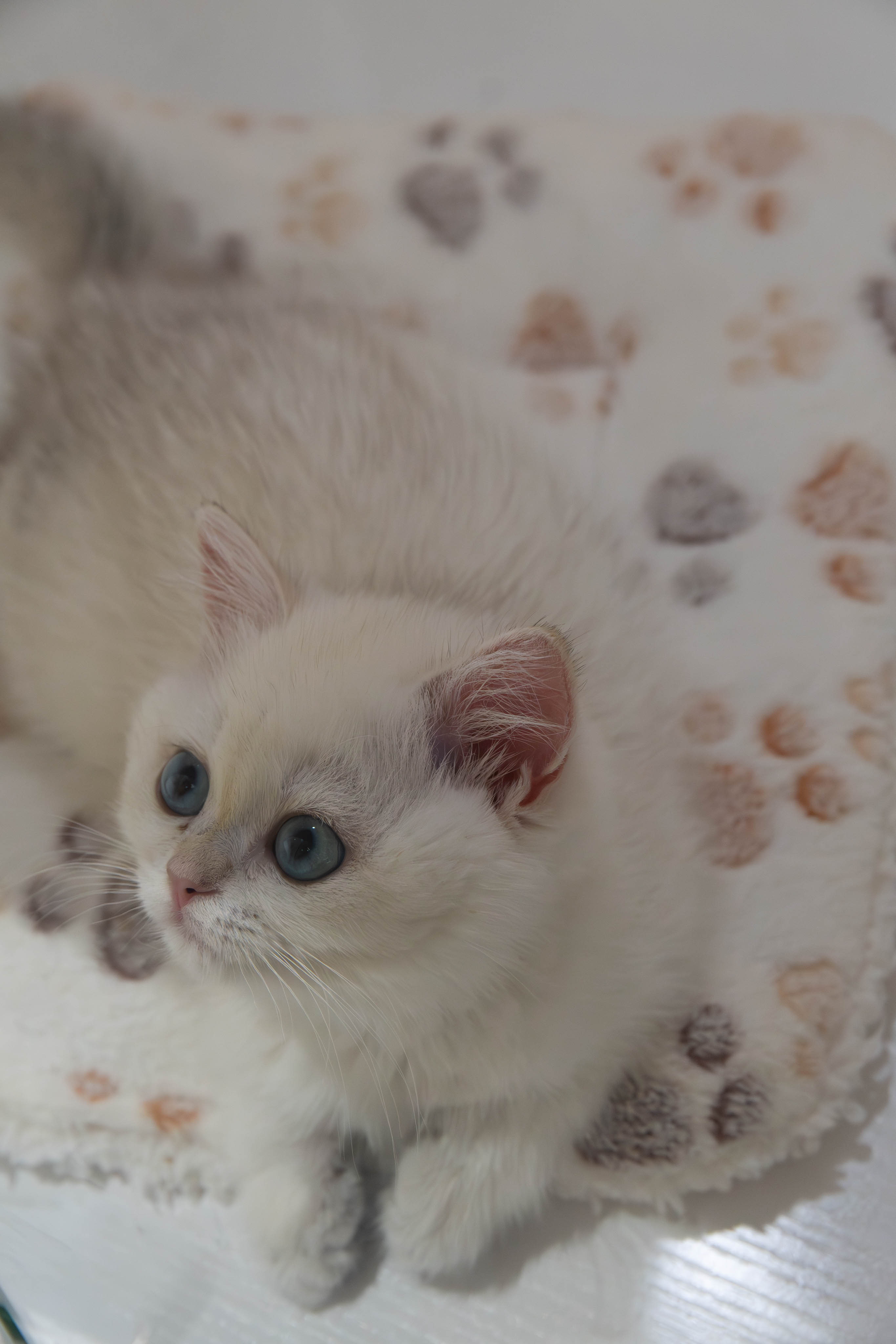 image-20241003233206025