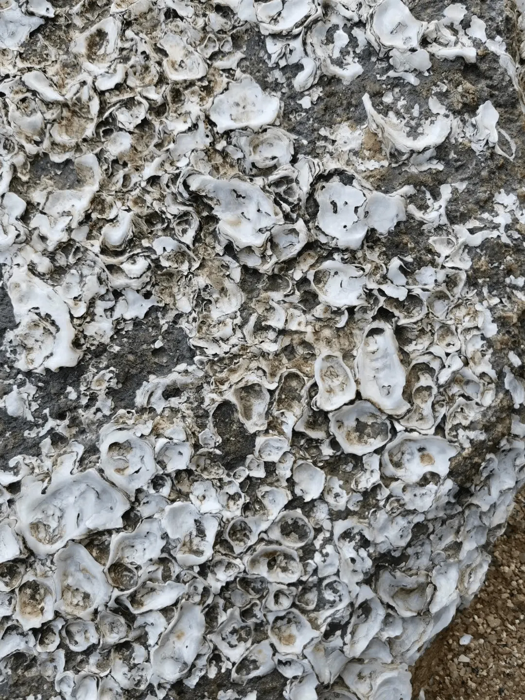 image-20221106003118866